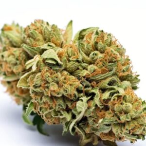 tangie sativa oz