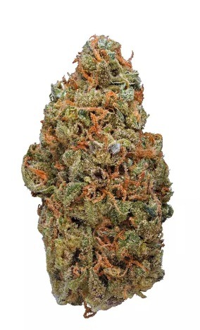 Red conolese (hybrid)22%thc